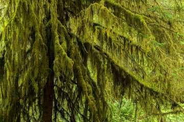 Hoh Rain Forest, Washington, Olympic Park