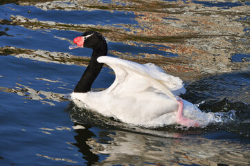 Black-necked swan swimming swiftly