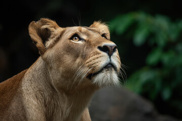 Obraz premium captivating portraits of top wild animals in their natural habitats featuring soft bokeh background