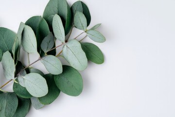 Eucalyptus Branch with Green and Grey Leaves on White Background