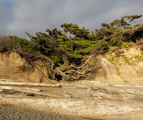 Tree of Life, Kaloloch, Washington, Olympic Park