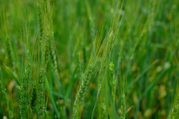 Fototapeta premium Wheat spikes growing in field outdoors, closeup