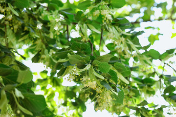 Linden tree branch with leaves and blooming flowers outdoors, closeup