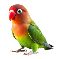 lovebird isolated on white background