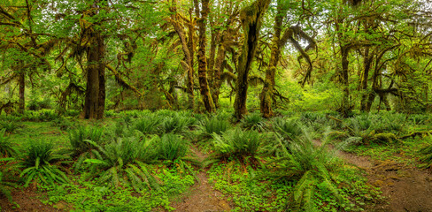 Hoh Rain Forest, Olympic Park, Washington