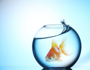 Bright goldfish in round aquarium against light blue gradient background