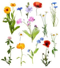 Fototapeta premium Wildflowers on white background, set. Different blooming plants