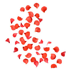 Red hibiscus petals falling on white background