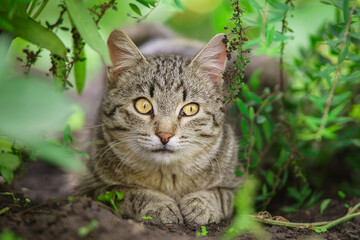 Gray striped cat walks on a leash on green grass outdoors...