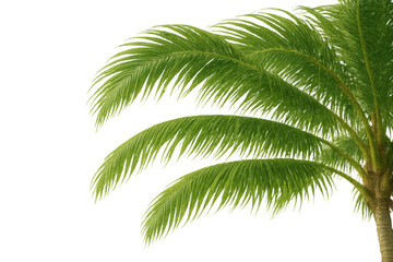 Palm tree fronds waving softly, vibrant green tropical foliage against transparent backdrop, ideal for summer design compositions