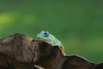 green frog on a leaf