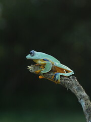 green frog on a branch