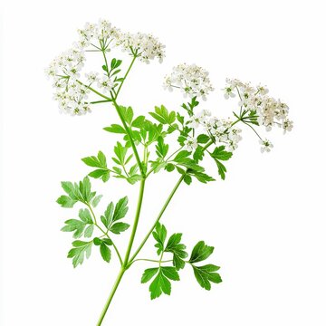 cicuta maculata water hemlock plant white flower clusters and green leaves isolated on white transparent background