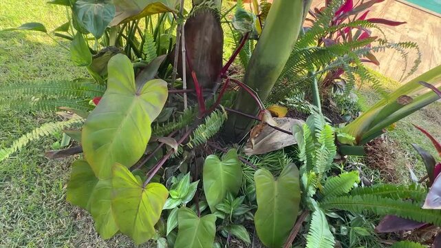 plantas verdes no jardim 