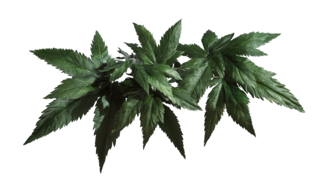 Lush green foliage displaying vibrant textures under dim dramatic lighting enhancing the rich on transparent background