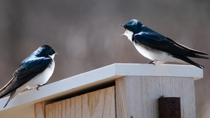 Tree Swallows (Tachycineta bicolor) Perched On Nesting Box With One Calling