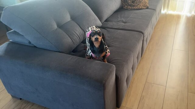 cachorro fofo dom&eacute;stico 