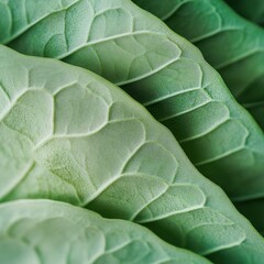 Obraz premium closeup of fresh basil leaves with smooth texture and green color, macro culinary herb photography, clean background
