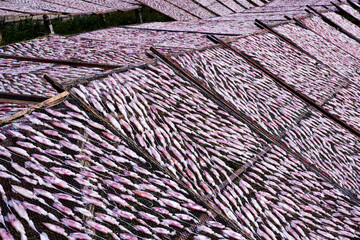 squid lay on the mesh