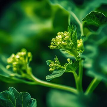 closeup of broccoli rabe with delicate green leaves and tender stems, macro leafy vegetable photography