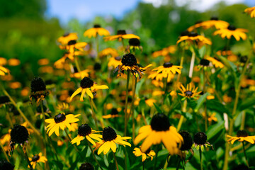 field of yellow flowers