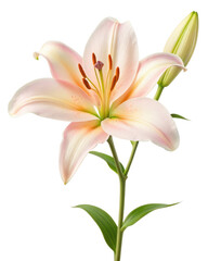 Fototapeta premium Lily vector flower blossom isolated on a transparent background