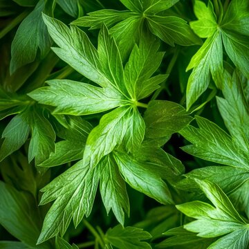 closeup of lovage leaves with celerylike texture macro fresh herb photography  clean background
