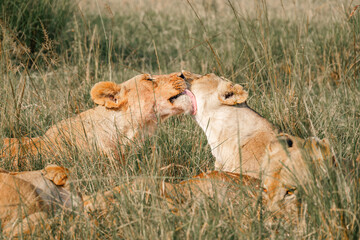 Lions on the East African savanna