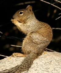 Squirrel eating nut
