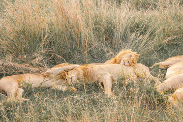 Lions on the East African savanna