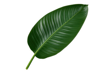 Obraz premium Vibrant green tropical leaf isolated on a transparent background, perfect for nature-themed designs
