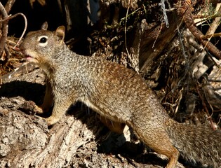 Squirrel