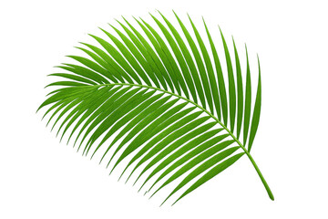 Obraz premium Vibrant green palm leaf isolated on a transparent background, perfect for adding a tropical touch to designs