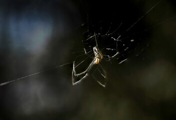 spider on a web