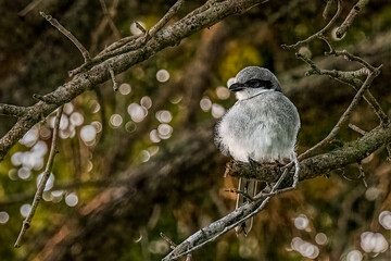 a small bird on a branch