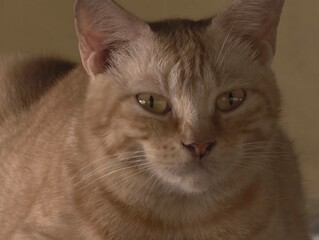 Focused Gaze: Ginger Tabby's Intense Stare, Close-up of a Majestic Feline with Golden Eyes and...