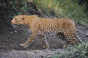 Cheetahs on the East African savanna