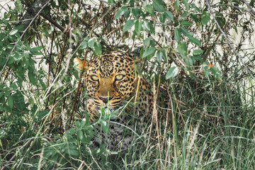 Leopards on the East African savanna
