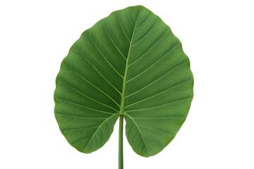 Fototapeta premium Vibrant green tropical leaf isolated on a transparent background, perfect for nature-themed designs