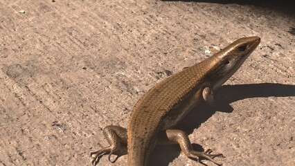 A Brown Skink basking in the sun on a concrete patio, Sunlight glinting off the scales of a Common Garden Skink on a rough surface