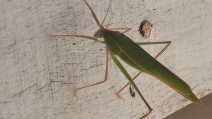 Close-Up of a Green Katydid on a Weathered Wooden Surface, A Detailed View of a Camouflaged Katydid on a Textured Wood Background
