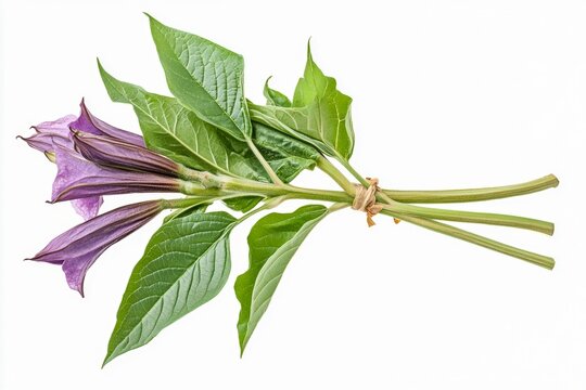 conceptual composition of alkaloid rich plants including tobacco belladonna datura isolated on white transparent background educational botanical display