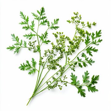 conium maculatum poison hemlock leaves stems and seeds closeup of finely divided leaves and green stems with seeds isolated on white transparent background