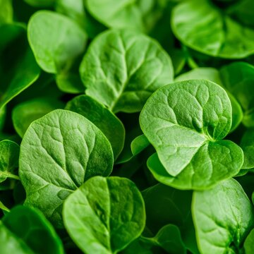 closeup of wild sorrel leaves with vibrant green color macro wild foraged herb photography clean background