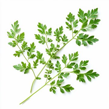 conium maculatum poison hemlock leaves stems and seeds closeup of finely divided leaves and green stems with seeds isolated on white transparent background