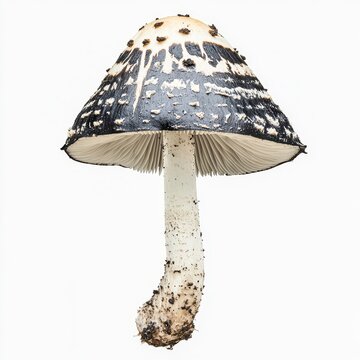 coprinopsis picacea magpie inkcap mushroom speckled black white isolated on white transparent background