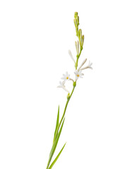 A fresh-cut tuberose flowers with buds and leaves.