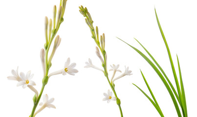 Tuberose flowers with buds and leaves isolated on pale green background