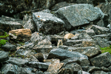 Perfectly camouflaged American Pika peaking a look from the rocks of the mountain