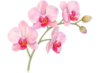 Delicate pink orchid blossoms and buds creating elegant floral composition against transparent background, highlighting botanical beauty